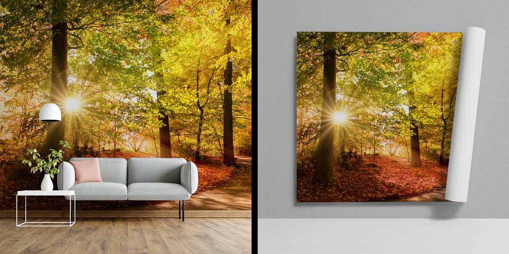 Sonbahar Orman Yolu ve Güneş Işığı Manzaralı Duvar Kağıdı 13085