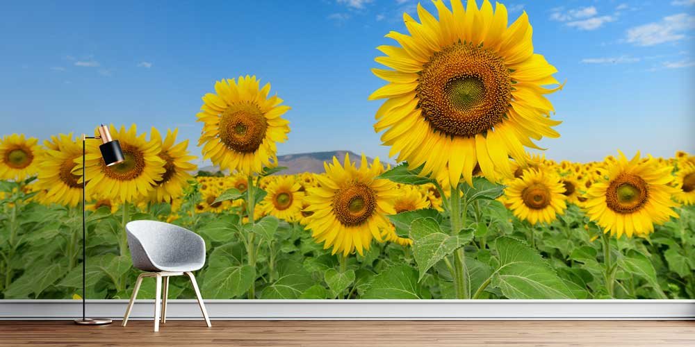 Günebakan Ayçiçeği Tarlası Yakın Plan Duvar Kaplaması 12882