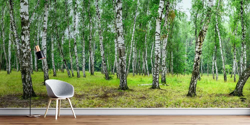 Huş Ağacı Ormanı Duvar Kağıdı 12973