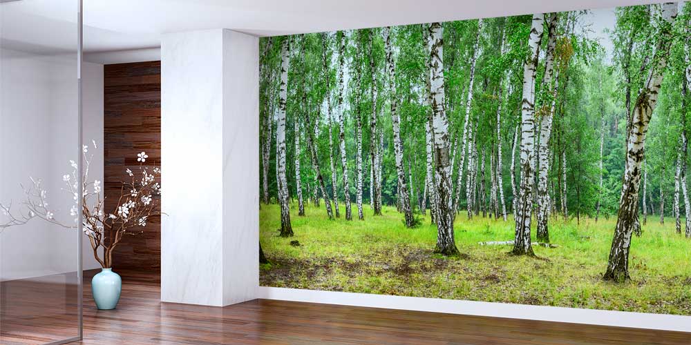 Huş Ağacı Ormanı Duvar Kağıdı 12973
