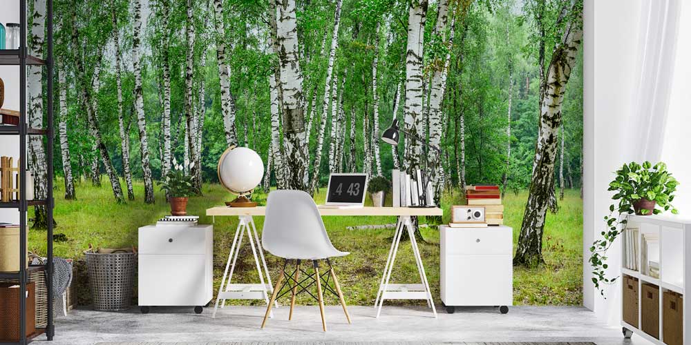 Huş Ağacı Ormanı Duvar Kağıdı 12973