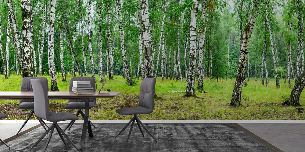 Huş Ağacı Ormanı Duvar Kağıdı 12973