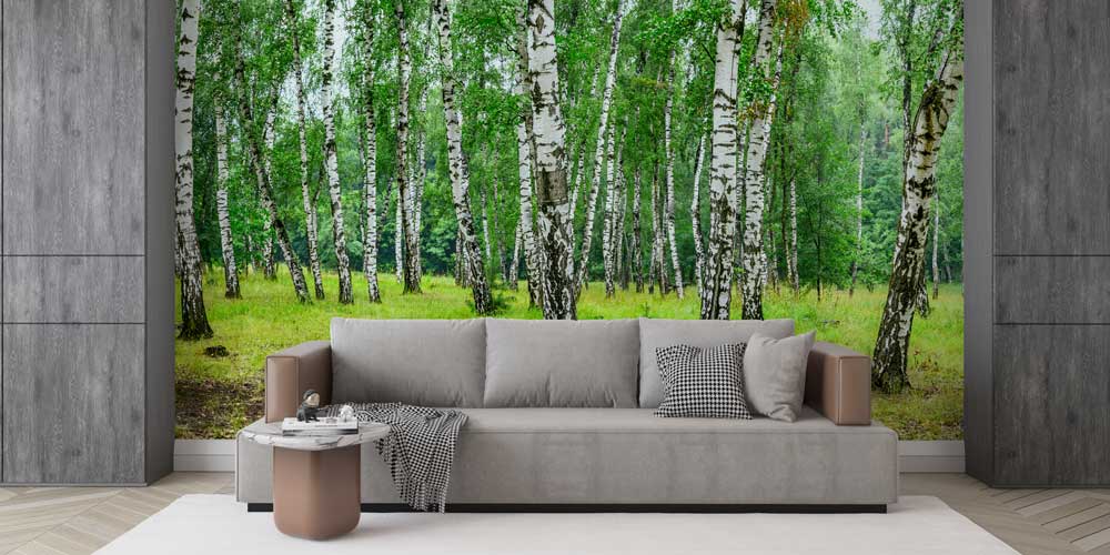 Huş Ağacı Ormanı Duvar Kağıdı 12973