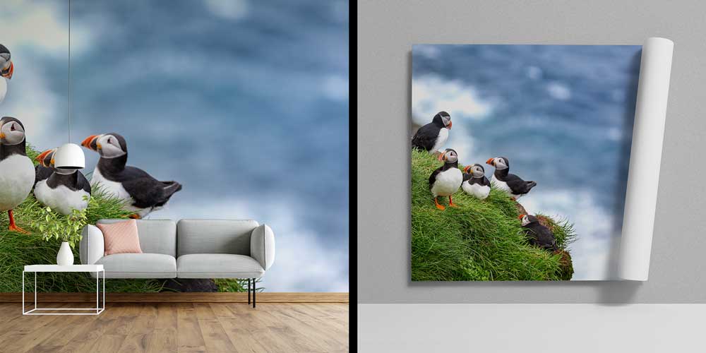 wallpaper-wall-decor-13039-03 Uçurum Kenarında Puffin Deniz Kuşları Manzaralı Doğa Duvar Kağıdı 13039