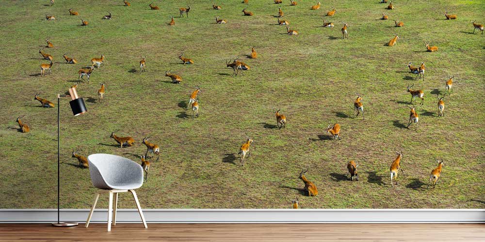 Afrika Antilop Sürüsü Panoramik Duvar Kağıdı 12800