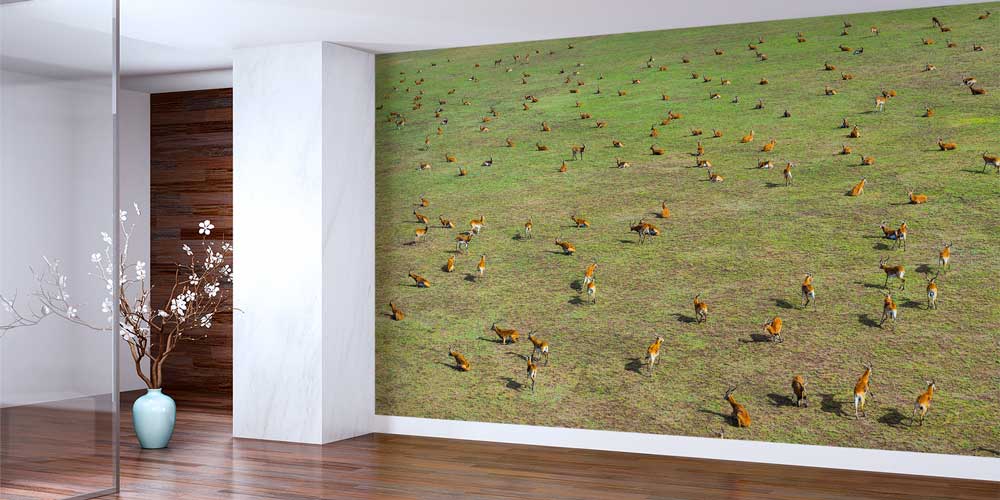 Afrika Antilop Sürüsü Panoramik Duvar Kağıdı 12800