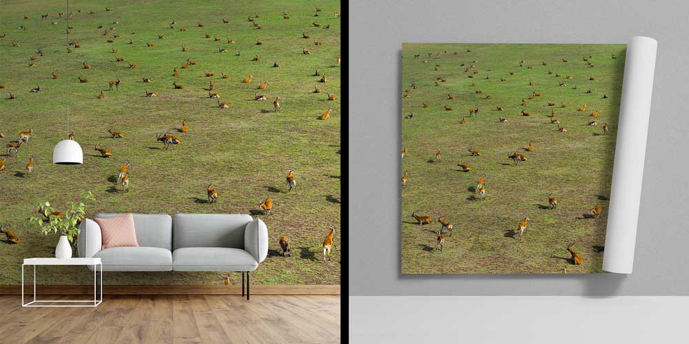 Afrika Antilop Sürüsü Panoramik Duvar Kağıdı 12800