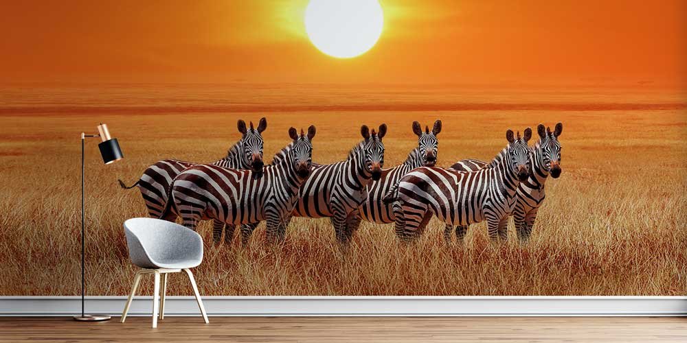 Zebra Sürüsü Gün Batımı Duvar Kağıdı 12810