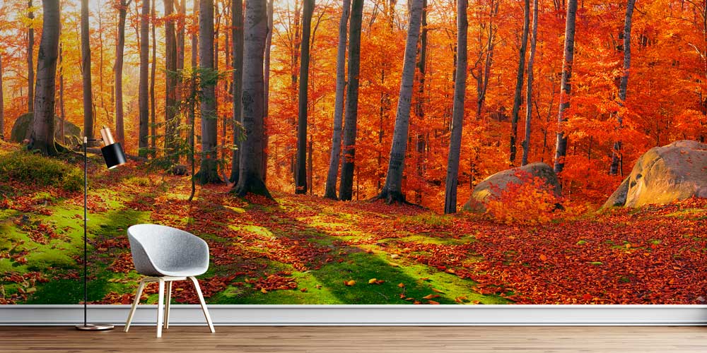 Sonbahar Ormanı Duvar Kağıdı 12942