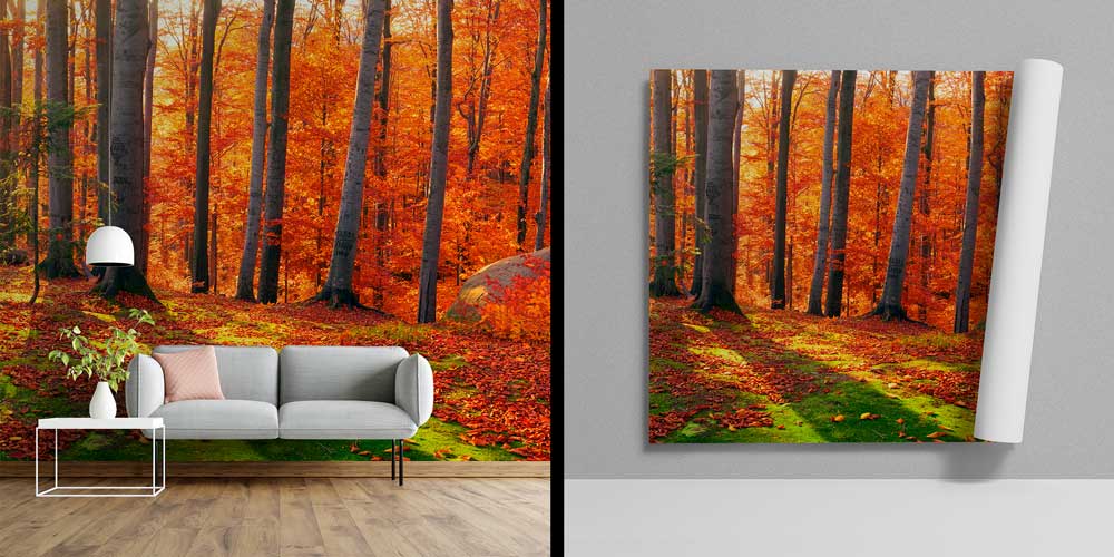 Sonbahar Ormanı Duvar Kağıdı 12942