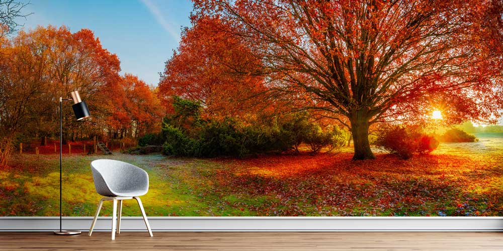 Sonbahar Ağacı Duvar Kağıdı 12971