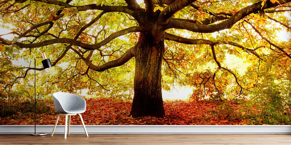 Sonbahar Ağacı Manzaralı Doğa Duvar Kağıdı 13007