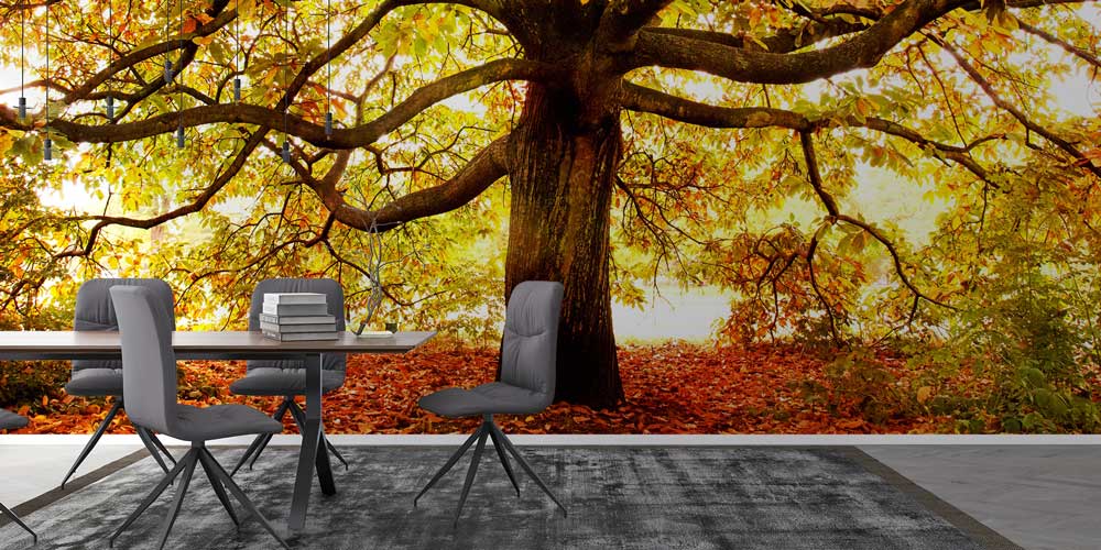 Sonbahar Ağacı Manzaralı Doğa Duvar Kağıdı 13007