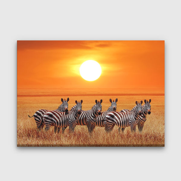Zebra Gün Batımı Kanvas Tablo 13312